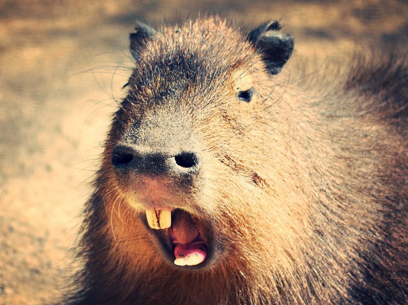 Foto aproximada da cabeça de uma capivara enquanto ela move suas